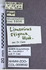 Etiketten zu Gambrinus stigma (NHMW-ZOO-COL-0008592)